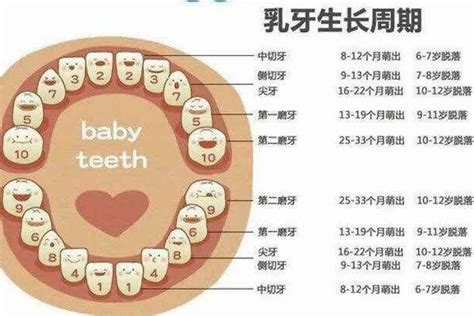 人有多少顆牙齒|有些人有28颗牙，有些人却有32颗到底多少颗牙齿是。